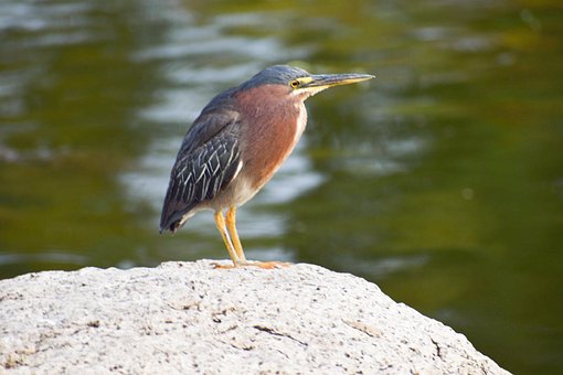 Vogel, Meer, Steen, Water, Natuur
