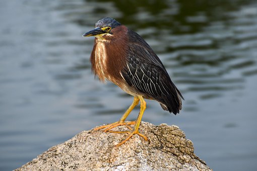 Vogel, Zitten, Meer, Dier, Veren