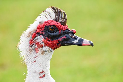 Barbarijse Eenden, Eend, Vogel
