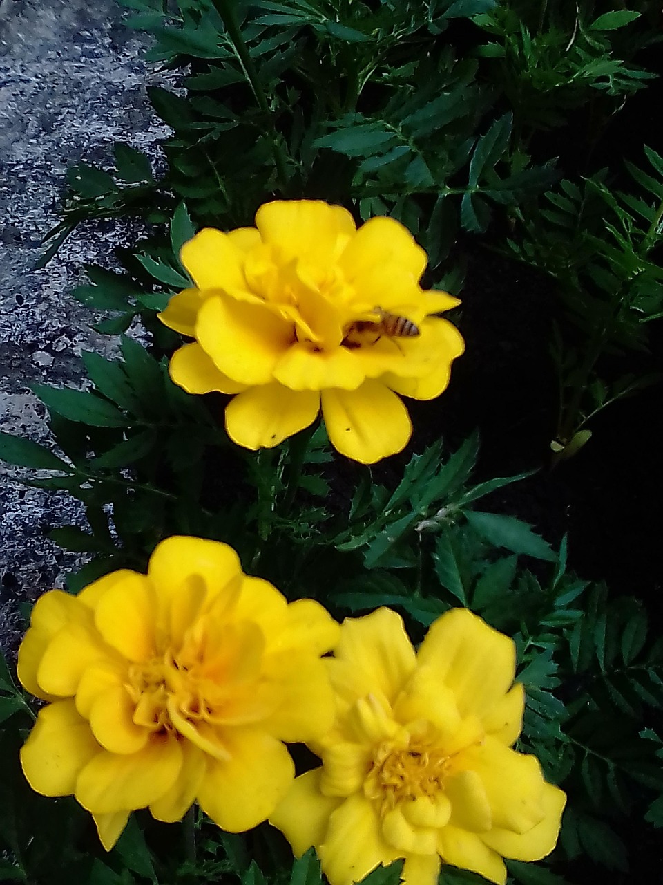 Flower Flowers Garden Free Photo On Pixabay Pixabay flower-flowers-garden-free-photo-on-pixabay-pixabay