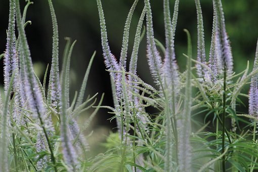 Pflanzen, Veronicastrum Virginicum