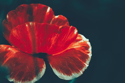 Mohn, Blumen Hintergrund, Blume