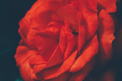 Rose, Blume, Rote Rose, Rosenblüte
