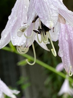 Blume, Blütenblätter, Blüte, Tautropfen