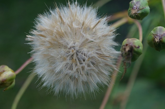 Free Flower Thistle photo and picture
