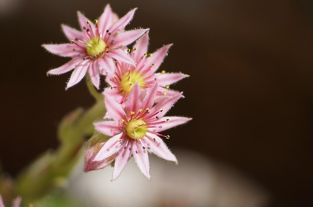 Free Flowers Petals photo and picture
