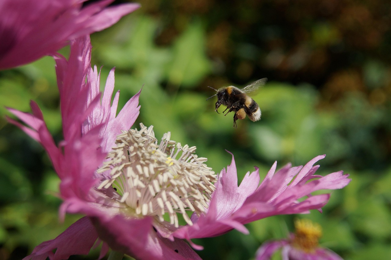 Bee Petals Flower Free photo on Pixabay Pixabay