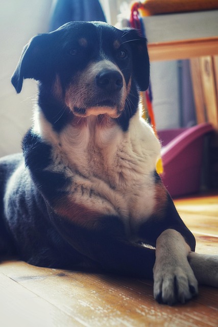 Free Dog Light photo and picture