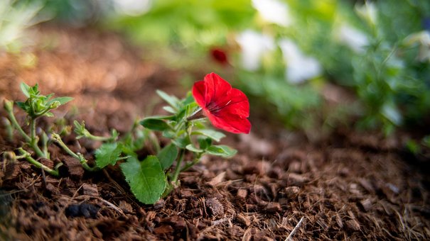 Blomst, Rød Blomst, Natur, Wildflower
