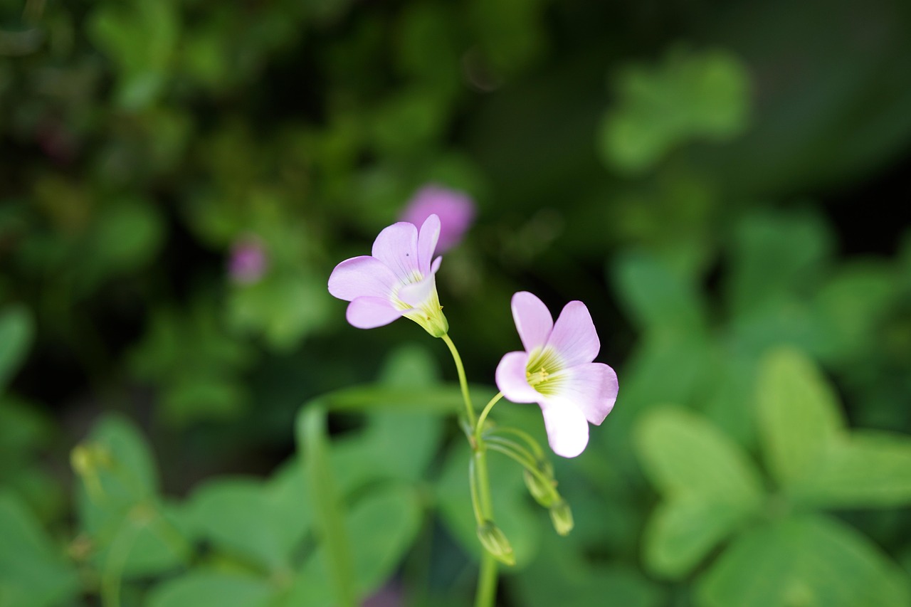 Flowers Petals Plant Free photo on Pixabay Pixabay