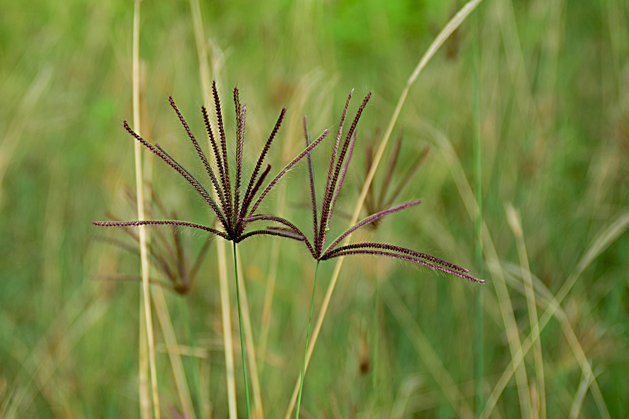 Seeds Grass Blade Of Free photo on Pixabay Pixabay