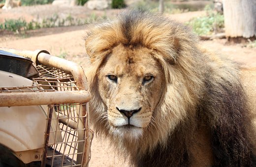 Free Lion Big Cat photo and picture