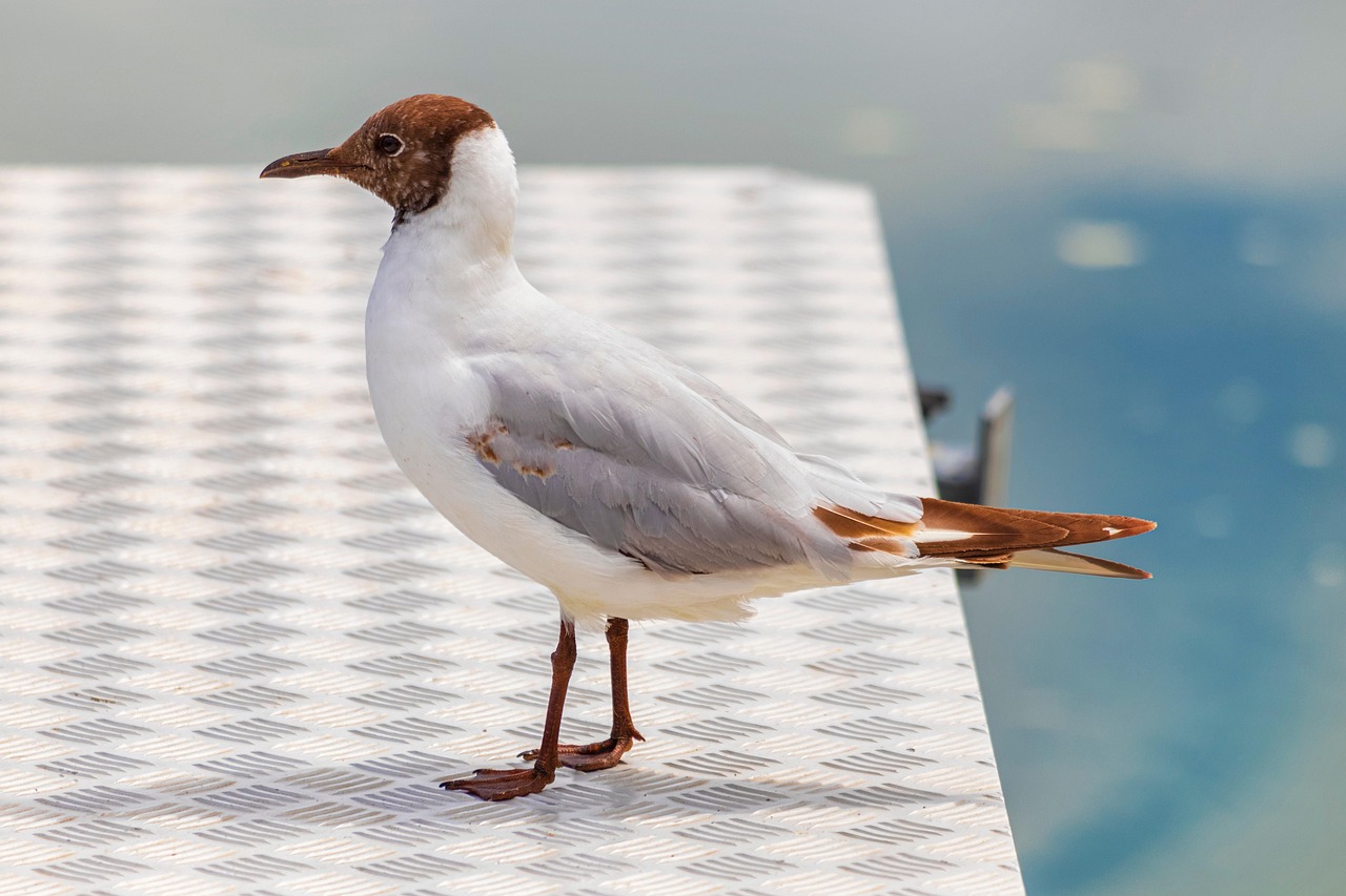m-we-vogel-braunkopfm-we-kostenloses-foto-auf-pixabay-pixabay