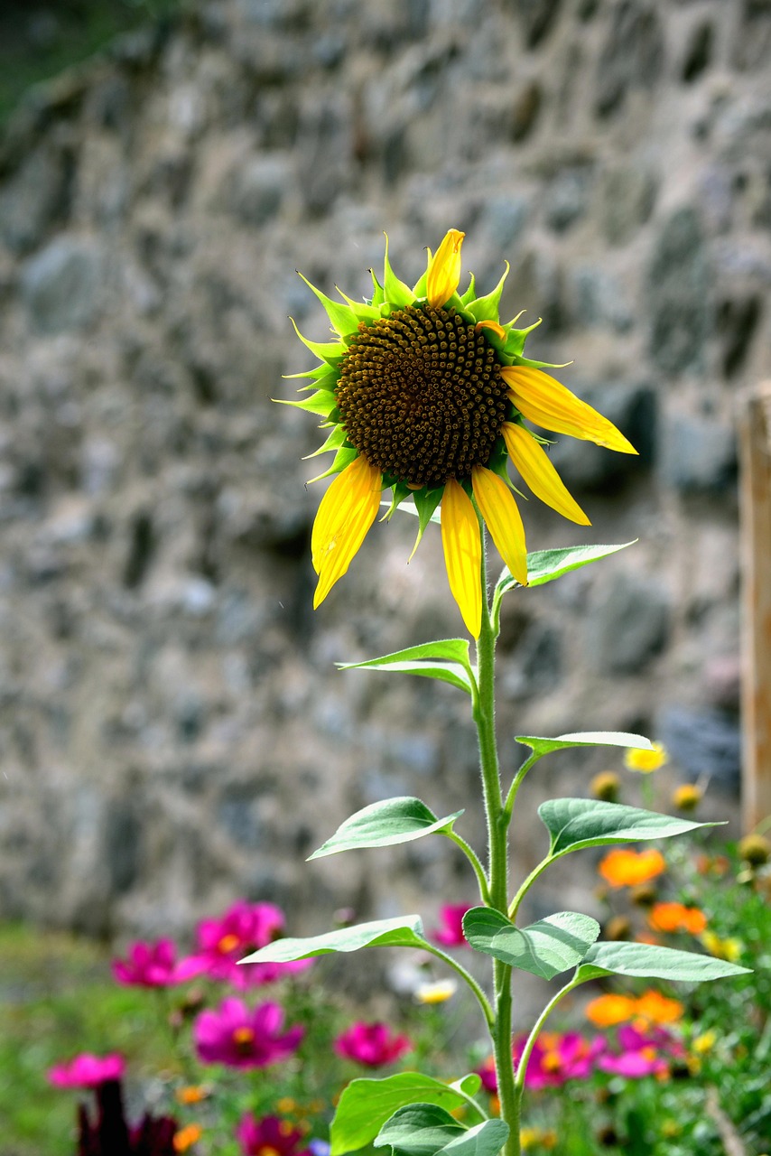 Sunflower Flower Yellow - Free photo on Pixabay - Pixabay