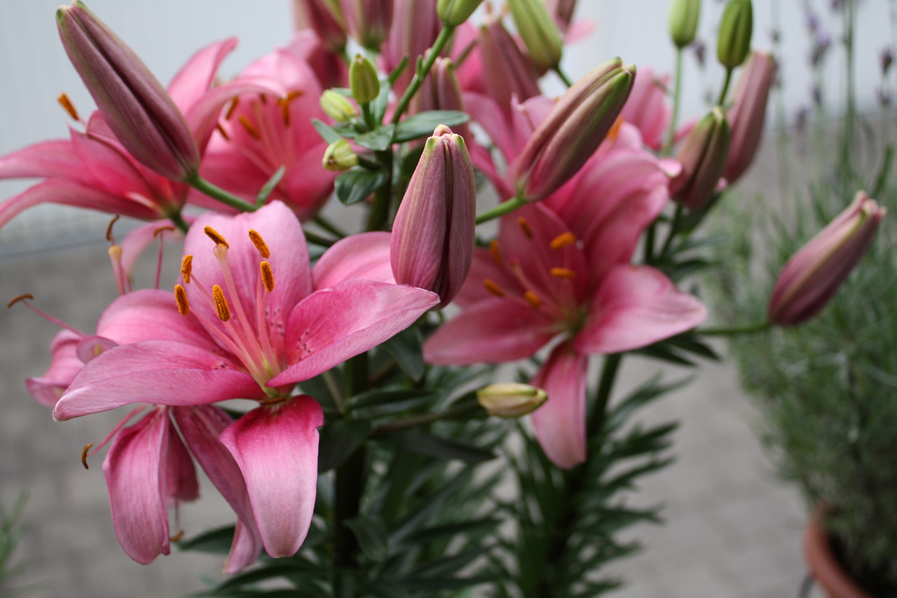 Download Lilies Flowers Stamens RoyaltyFree Stock Illustration Image