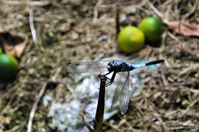 Free Dragonfly Insect photo and picture