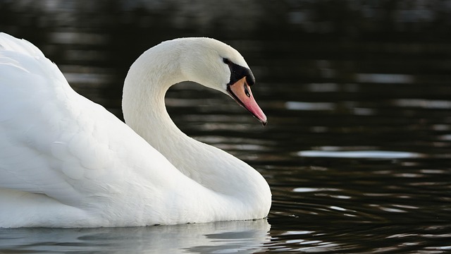 Free Swan Bird photo and picture