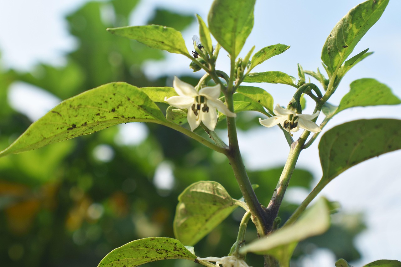 Jalapeño Plant Blossoms Free photo on Pixabay Pixabay