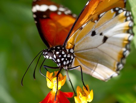 Schmetterling, Blume, Bestäuben