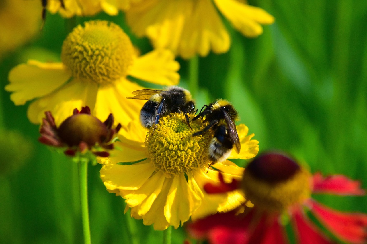 Bumblebees Insects Pollinate Free photo on Pixabay Pixabay