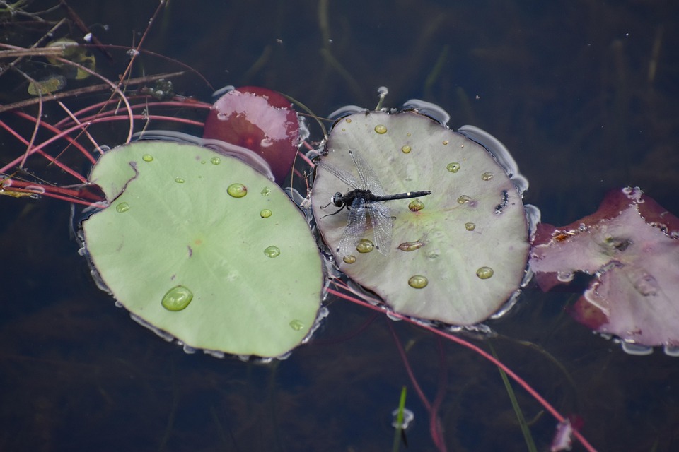 Dragonfly Insect Lilly Pads - Free photo on Pixabay - Pixabay