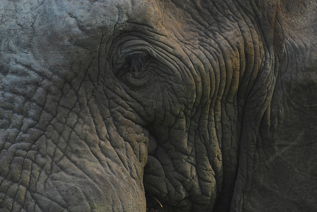 Free Elephant Head photo and picture