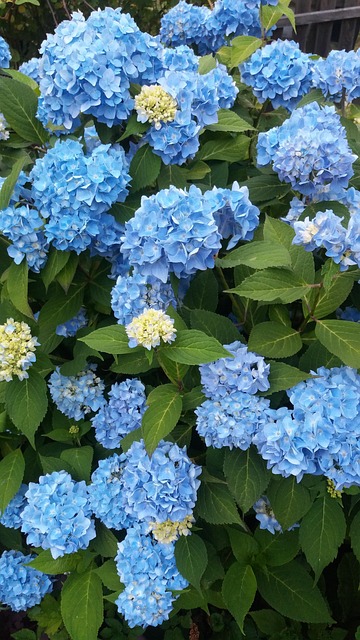 Bleu Hortensia