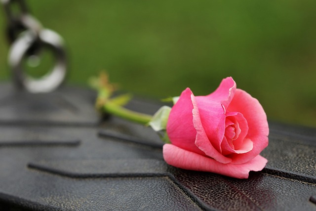 Free Pink Rose Empty Swing photo and picture