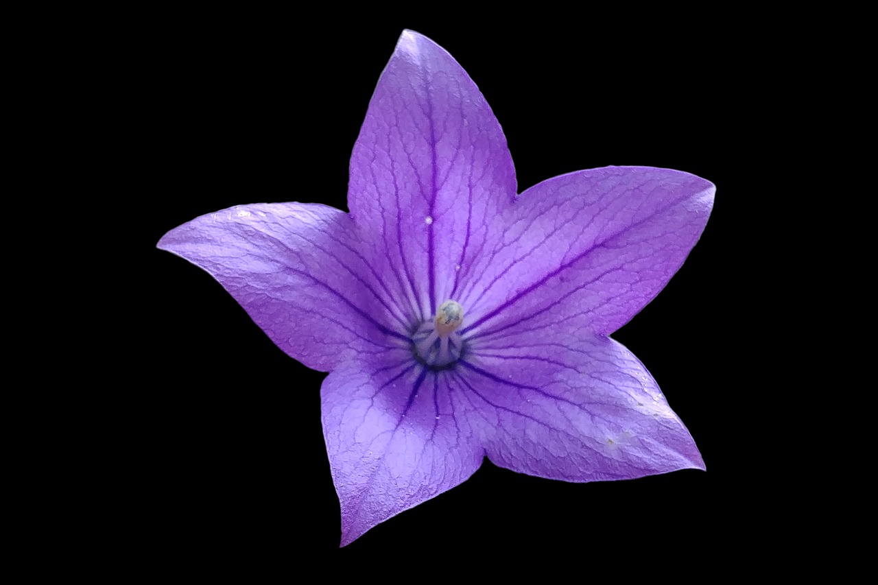 风铃草 花 风铃 - Pixabay上的免费照片 - Pixabay