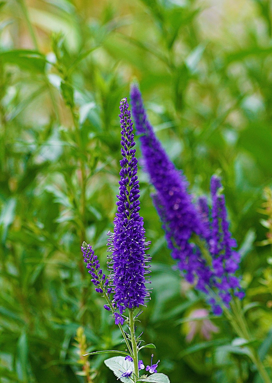 Blumen Blütenblätter Gras - Kostenloses Foto auf Pixabay - Pixabay