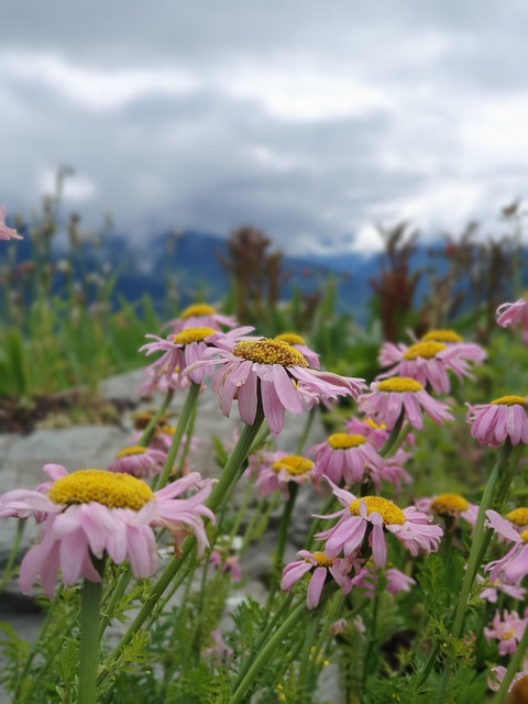 Free Flowers Mountains photo and picture