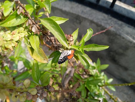 Schmetterling, Blume, Bestäuben