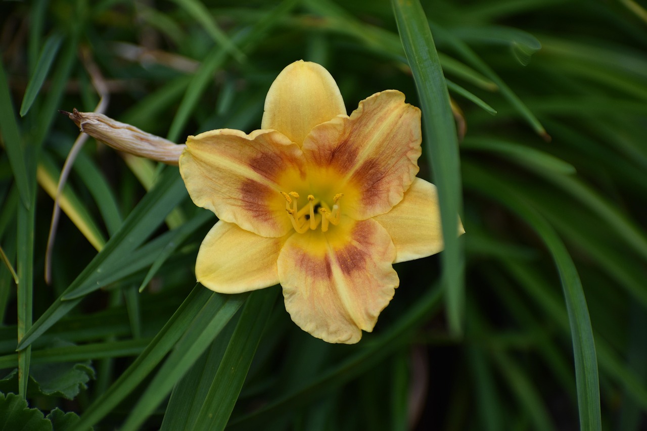 超过 10000 张关于“黄花菜”和“自然”的免费图片 - Pixabay