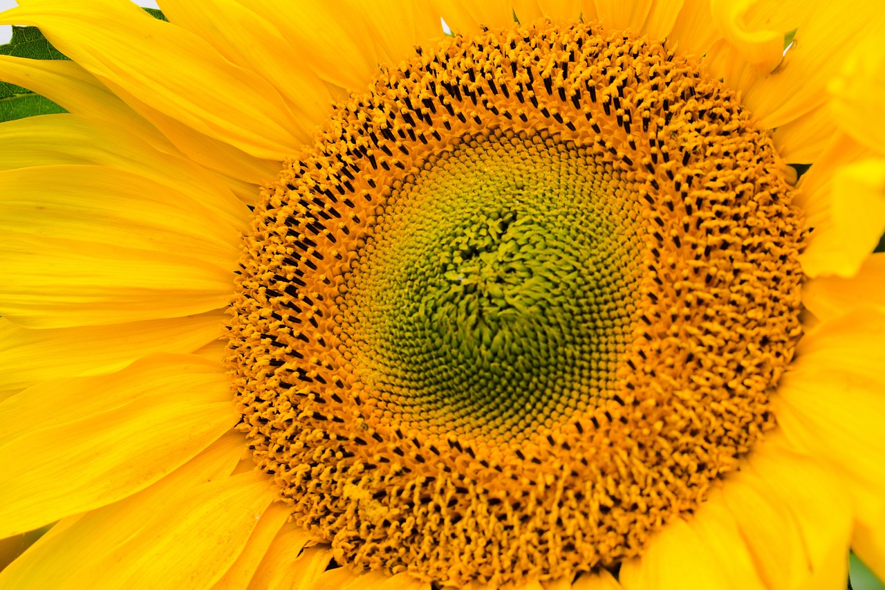 Sunflower Flower Pollen - Free photo on Pixabay - Pixabay