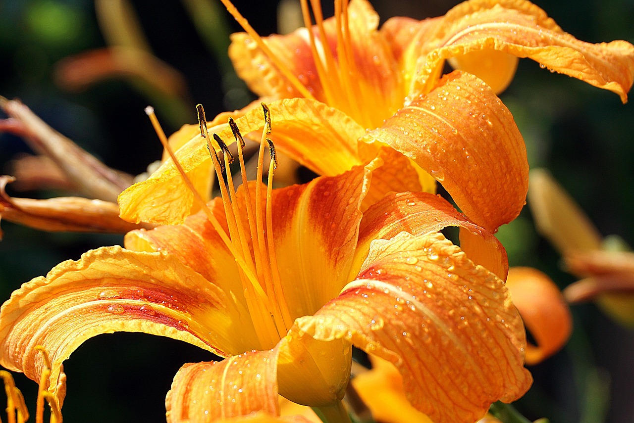 https://cdn.pixabay.com/photo/2021/07/18/10/51/lilies-6475166_1280.jpg