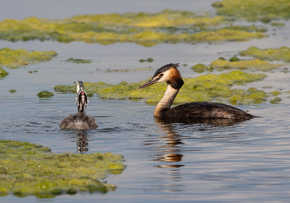 great-crested-grebe-6475202_960_720.jpg
