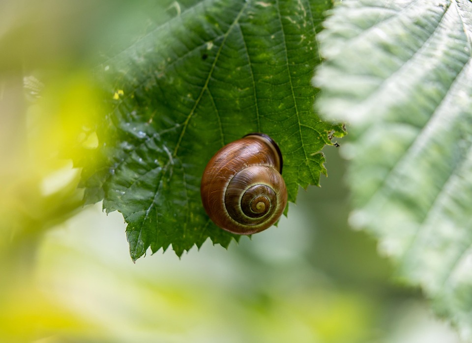 Siput Kerang Moluska - Foto gratis di Pixabay