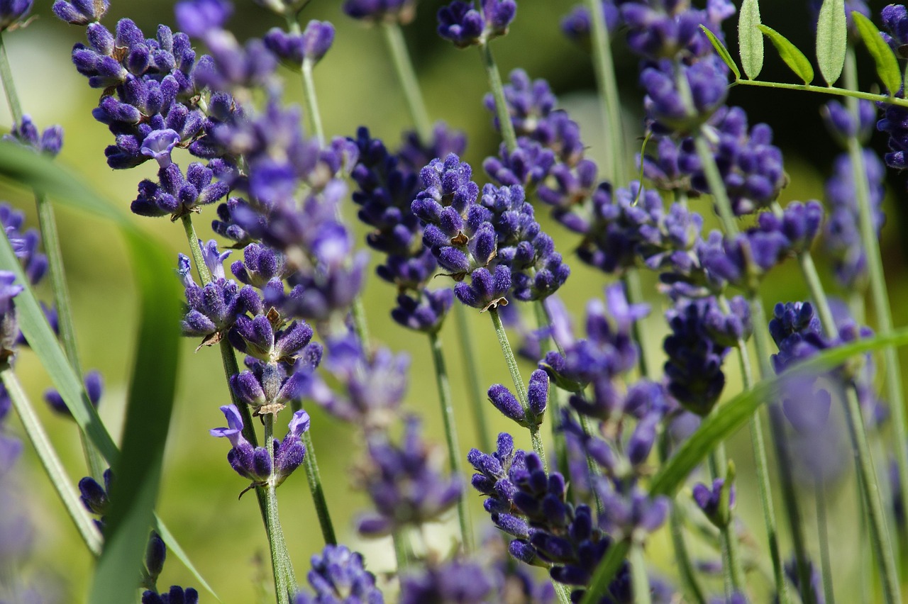 Lavendel Blumen Lavendelfeld - Kostenloses Foto auf Pixabay - Pixabay