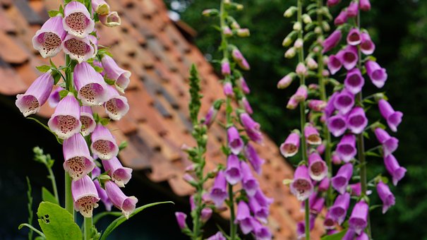 Free Digitalis Purpurea Foxglove photo and picture