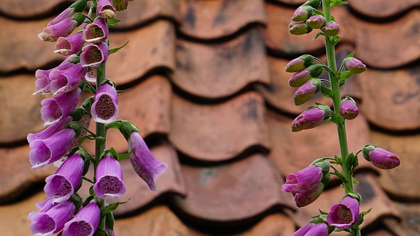 Free Digitalis Purpurea Foxglove photo and picture