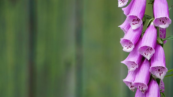 Free Foxgloves Flowers photo and picture