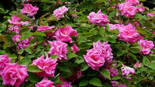Free Pink Rose photo and picture