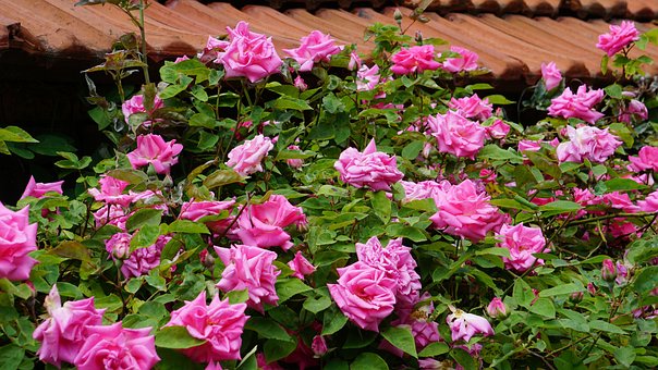 Free Pink Rose photo and picture