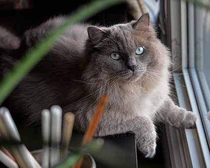 Free Cat Pet photo and picture