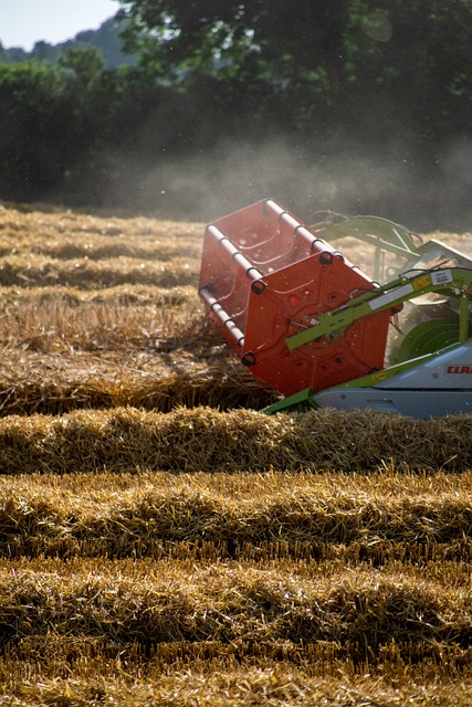 Free Harvest Cereals photo and picture