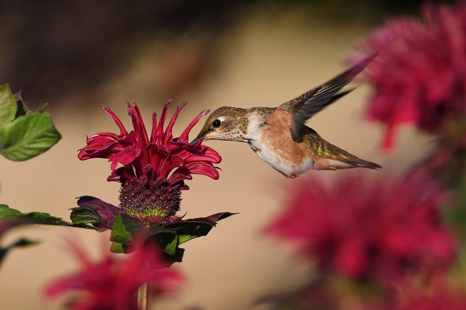 Rufous Bird Hummingbird - Free photo on Pixabay - Pixabay
