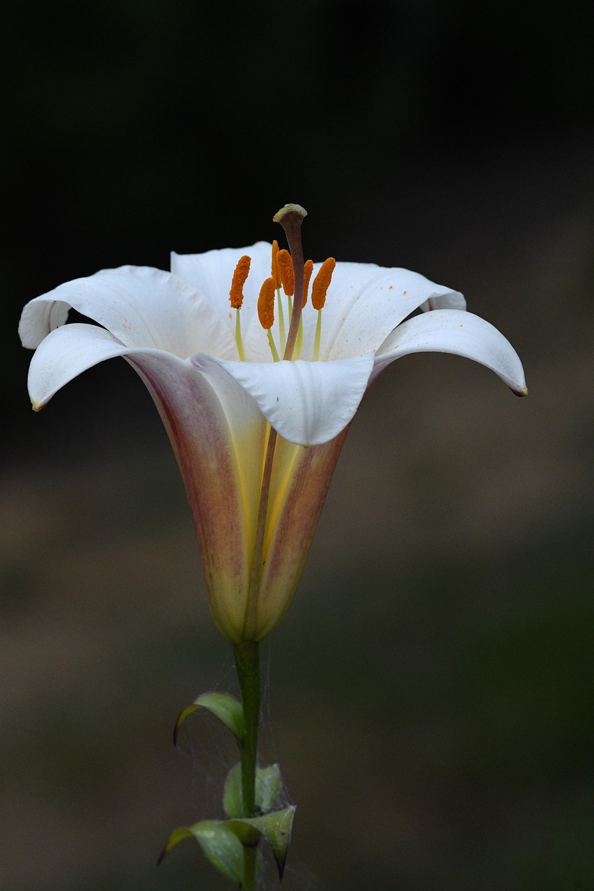 百合花白百合 Pixabay上的免费照片