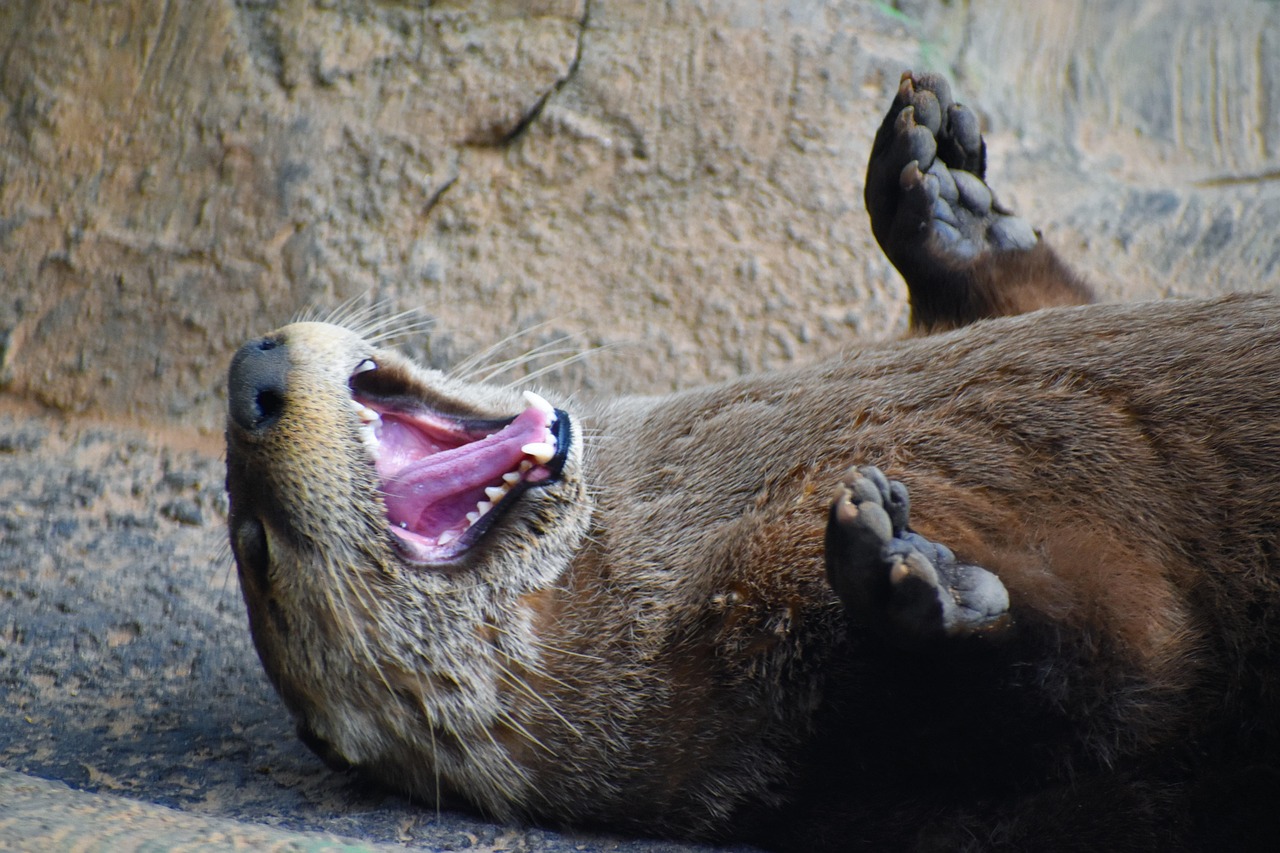 Free Otter Animal photo and picture