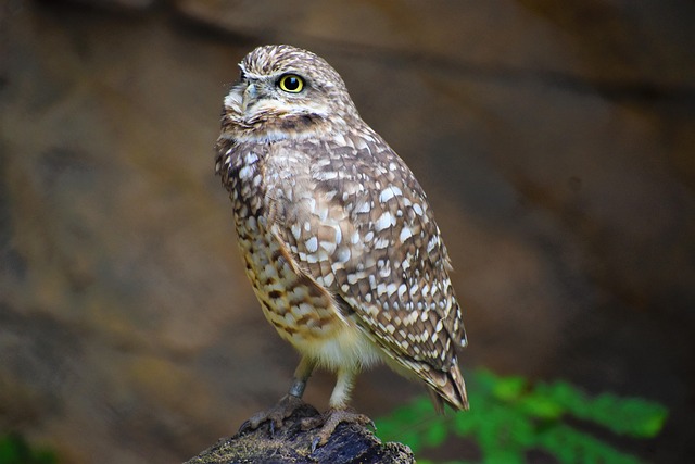 Free Owl Beautiful Bird photo and picture