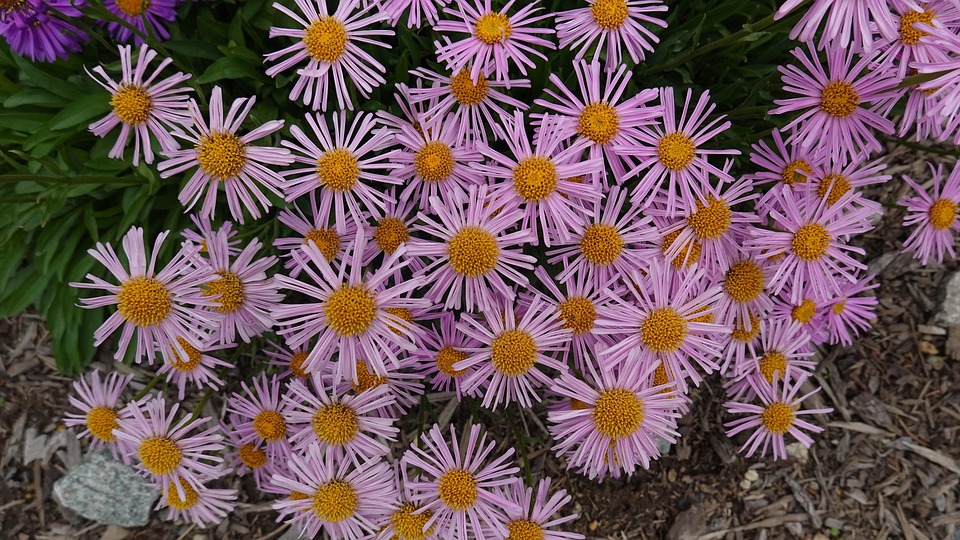 Aster Fleur Rose De - Photo gratuite sur